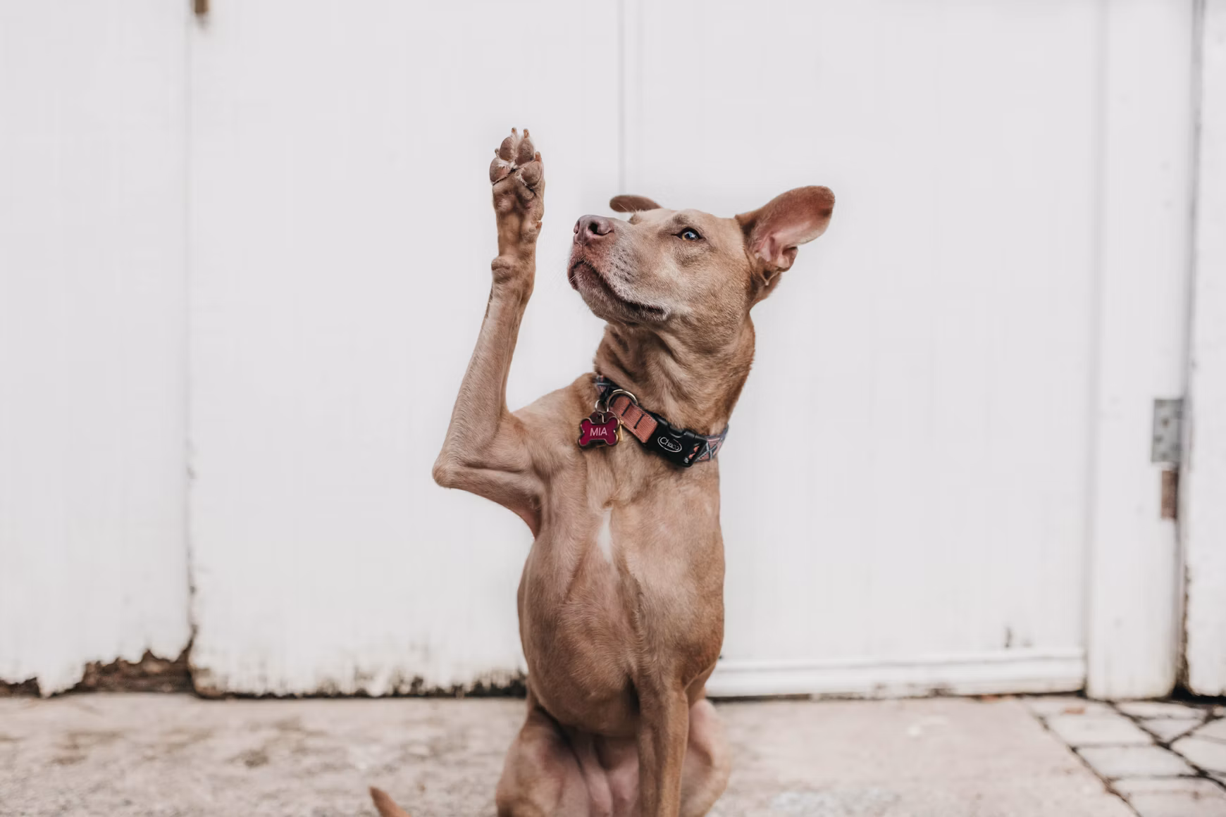 A dog raising one paw in a wave